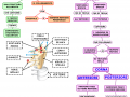 09-il-midollo-spinale-mappa