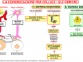 10-la-comunicazione-fra-cellule-gli-ormoni