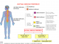 10-sistema-nervoso-periferico