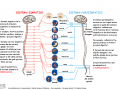 11-sistema-simpatico-e-parasimpatico