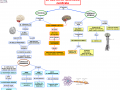 22.-SISTEMA-NERVOSO-CENTRALE