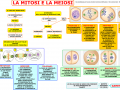 03-la-mitosi-e-la-meiosi