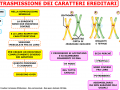 04-la-trasmissione-dei-caratteri-ereditari