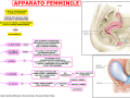 07-apparato-femminile