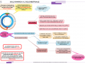 07-ciclo-ovarico-e-ciclo-mestruale