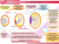 08-dallembrione-al-feto