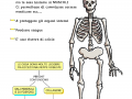 01. A cosa serve lo scheletro