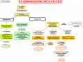 10.-RIPRODUZIONE-SESSUATA-ED-ASESSUATA-DELLE-CELLULE