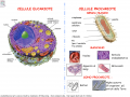 Cellula eucariote e procariote