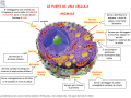 LE PARTI DI UNA CELLULA ANIMALE