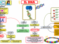 01.-LA-MOLECOLA-DEL-DNA