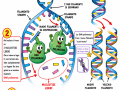03.-DUPLICAZIONE-DEL-DNA