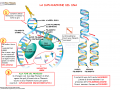 03. LA DUPLICAZIONE DEL DNA