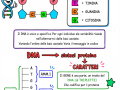 05.-DNA-la-sintesi-delle-proteine