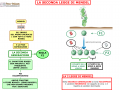 03. LA SECONDA LEGGE DI MENDEL