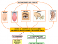 01. ORGANI DI SENSO