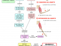 i-muscoli-antagonisti