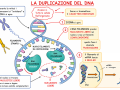03.-COME-AVVIENE-LA-DUPLICAZIONE-DEL-DNA