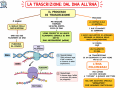 05.-TRASCRIZIONE-DAL-DNA-ALLRNA