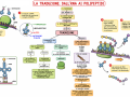 06.-TRADUZIONE-DALL-RNA-AI-POLIPEPTIDI