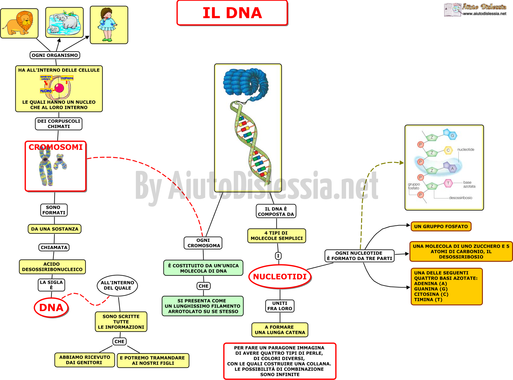 01. il DNA