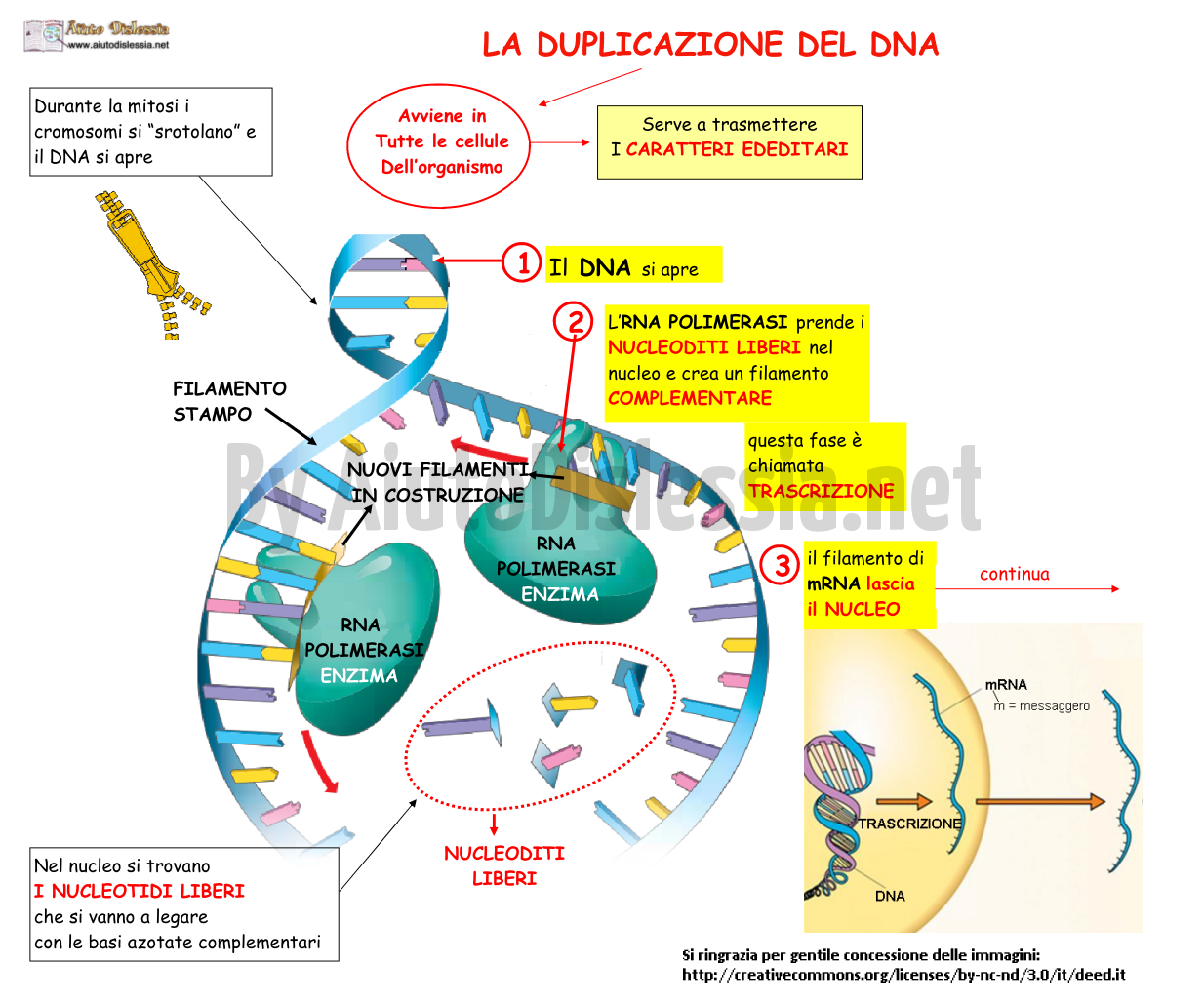 03. LA DUPLICAZIONE DEL DNA