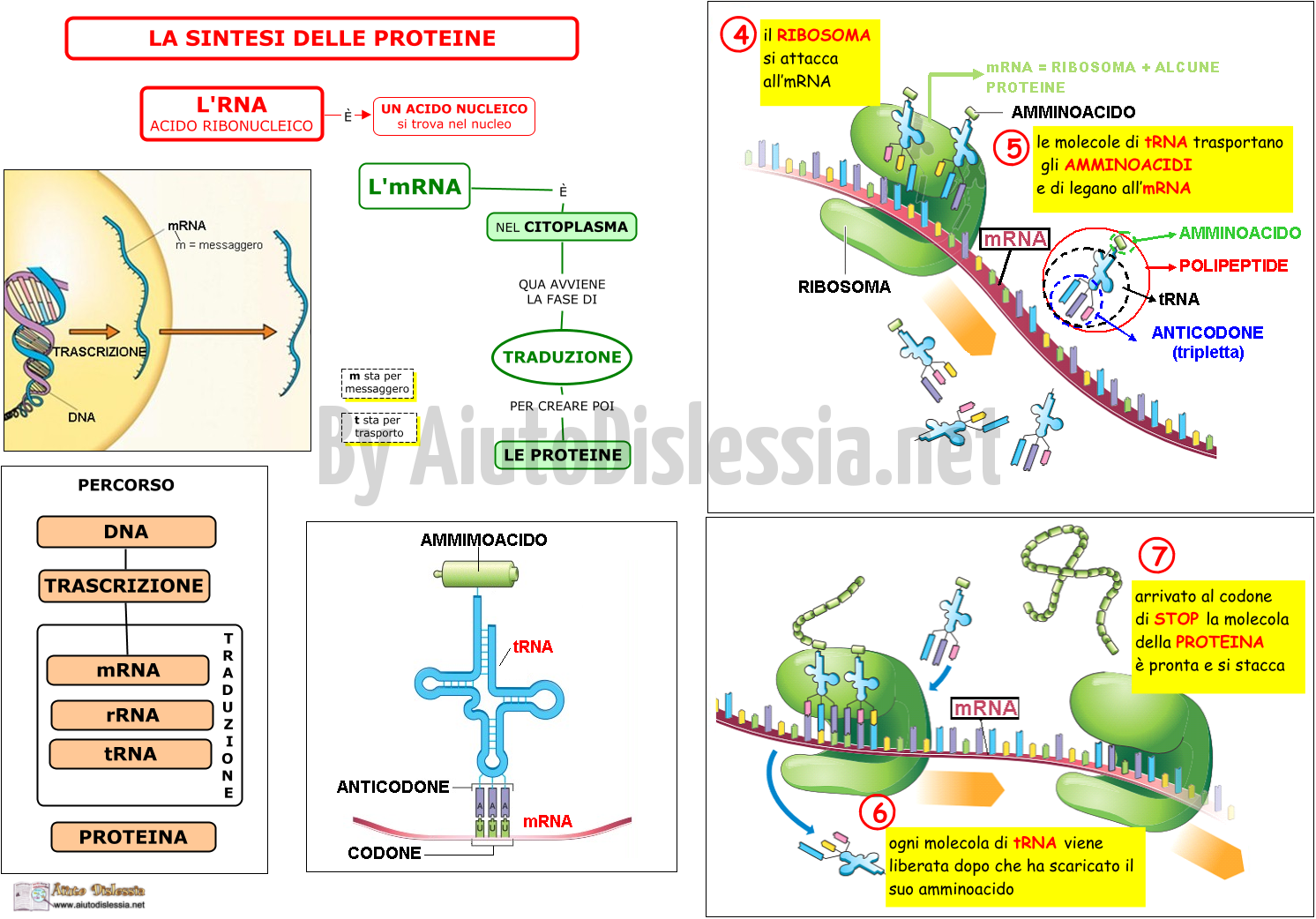 04. RNA E LA SINTESI DELLE PROTEINE