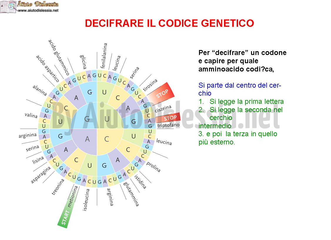 05. DECIFRARE IL CODICE GENETICO