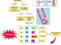 02.-IL-DNA-mappa-semplificata