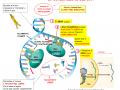 03. LA DUPLICAZIONE DEL DNA