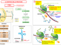 04. RNA E LA SINTESI DELLE PROTEINE