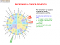 05. DECIFRARE IL CODICE GENETICO