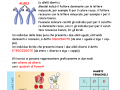 05-spiegazione-1-legge-di-mendel