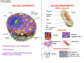 02. CELLULA EUCARIOTE E PROCARIOTE