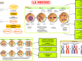 12. LA MEIOSI