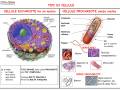 05. CELLULA EUCARIOTE E PROCARIOTE