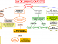07. LA CELLULA EUCARIOTE - NUCLEO