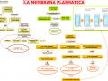 09 LA MEMBRANA CELLULARE O PLASMATICA