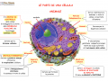 10. LE PARTI DI UNA CELLULA ANIMALE