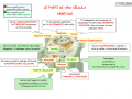 11. LE PARTI DI UNA CELLULA VEGETALE