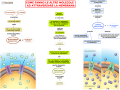 14. COME FANNO LE CELLULE AD ATTRAVERSARE LA MEMBRANA