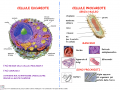 04. CELLULA EUCARIOTE E PROCARIOTE