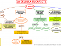 06. LA CELLULA EUCARIOTE - NUCLEO