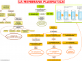 09 LA MEMBRANA CELLULARE O PLASMATICA