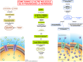 12. COME FANNO LE CELLULE AD ATTRAVERSARE LA MEMBRANA