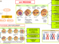23.-LA-MEIOSI