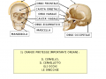 02-il-cranio