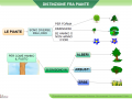 02-la-distinzione-delle-piante