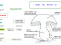 08-i-funghi-e-le-sue-parti-schema