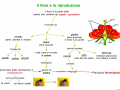 il-fiore-e-la-riproduzione